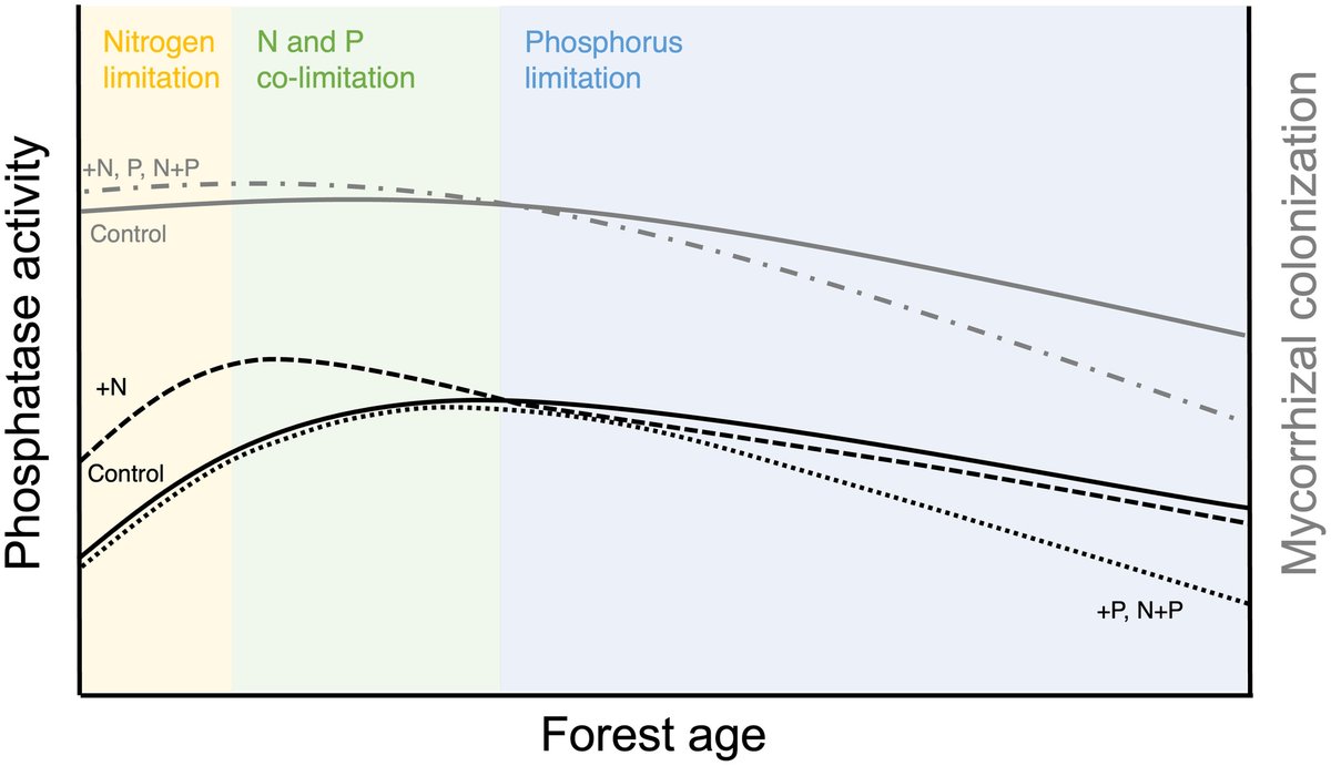 NewPhyt's tweet image. Trees adjust nutrient acquisition strategies across tropical forest secondary succession 🌲🌱

📖 ow.ly/xPIG50RGK3g
by Wong et al.

@michellewongca; @Wenguang_Tang; @SABatterman