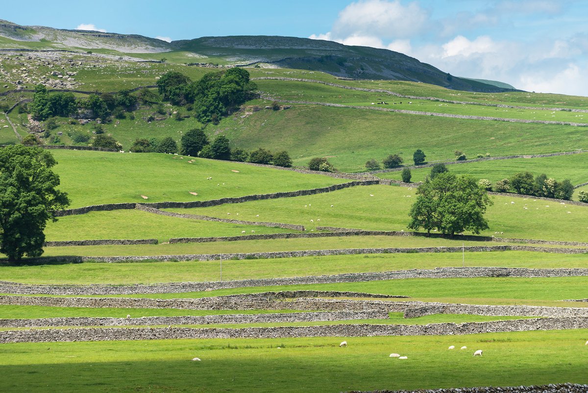 Thursday's walk for #NationalWalkingMonth is a circular walk with beautiful views and the chance to visit the villages of Clapham and Austwick. It's also a great time of year to see bluebells in the area! 💙 On our #ThreePeaks app 👇 yorkshiredales.org.uk/things-to-do/y… 📸 Paul Harris