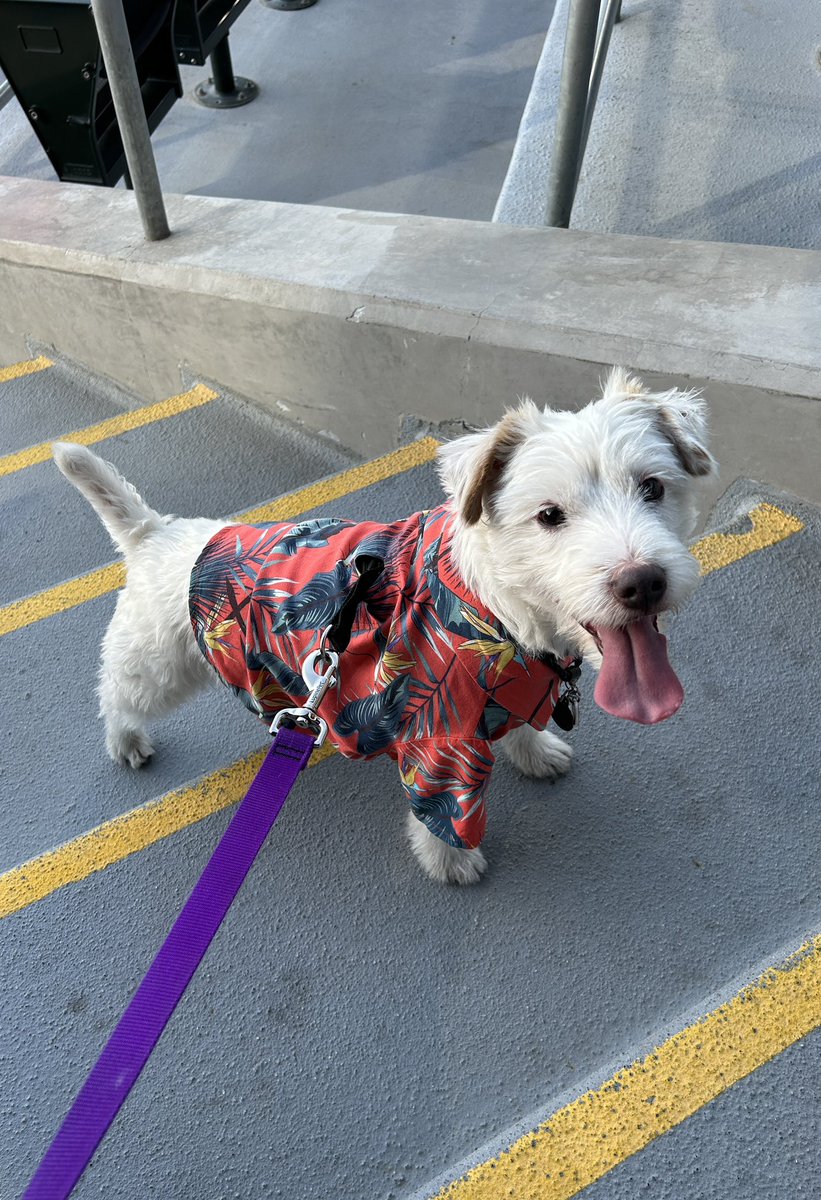 Another great #BarkOnTheBerm at @thelvballpark! I love the baseball! ⚾️ ~ Deke🐾 #AviatorsLV