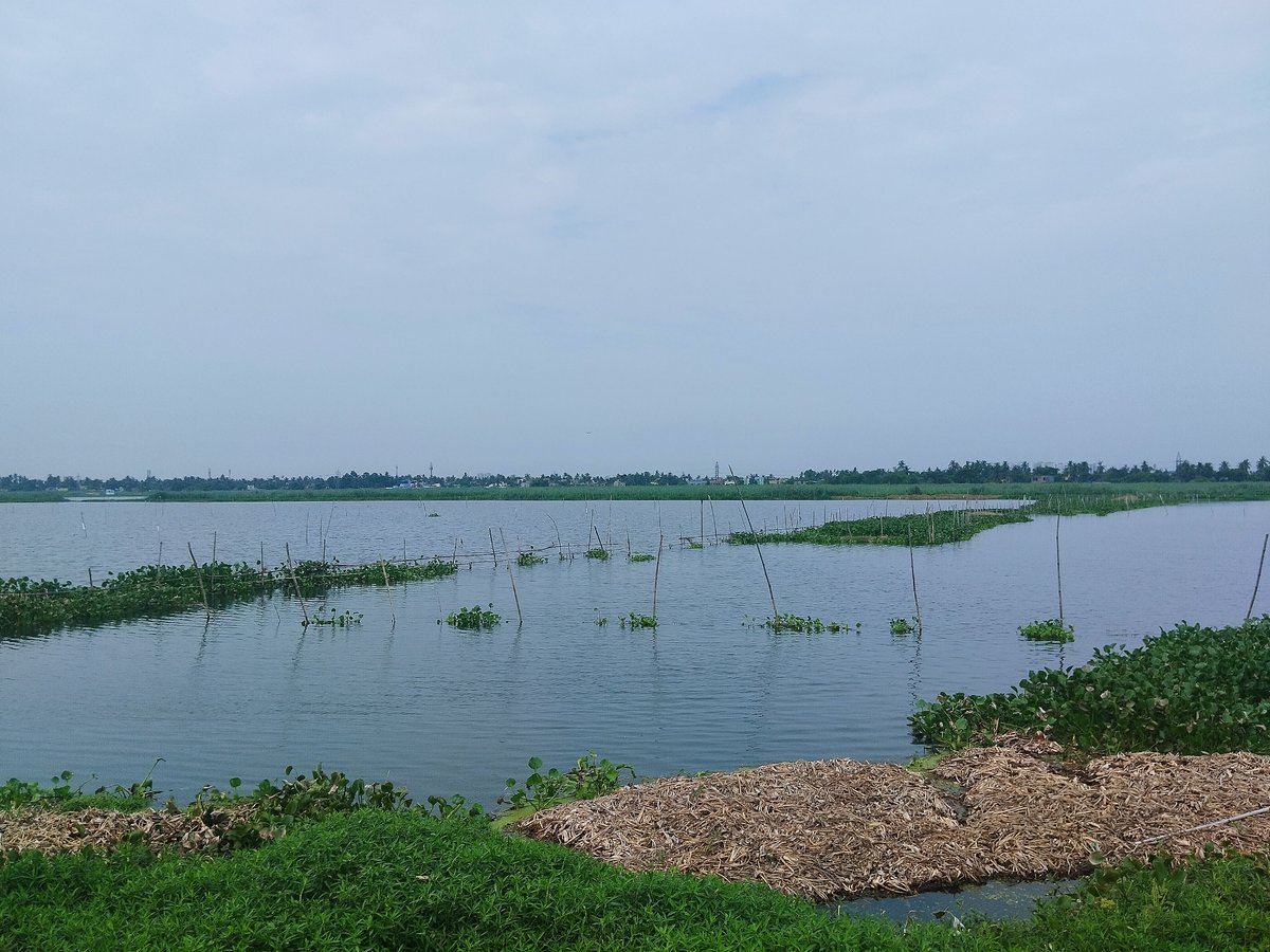 An urban wetland- near Kolkata megapolis.