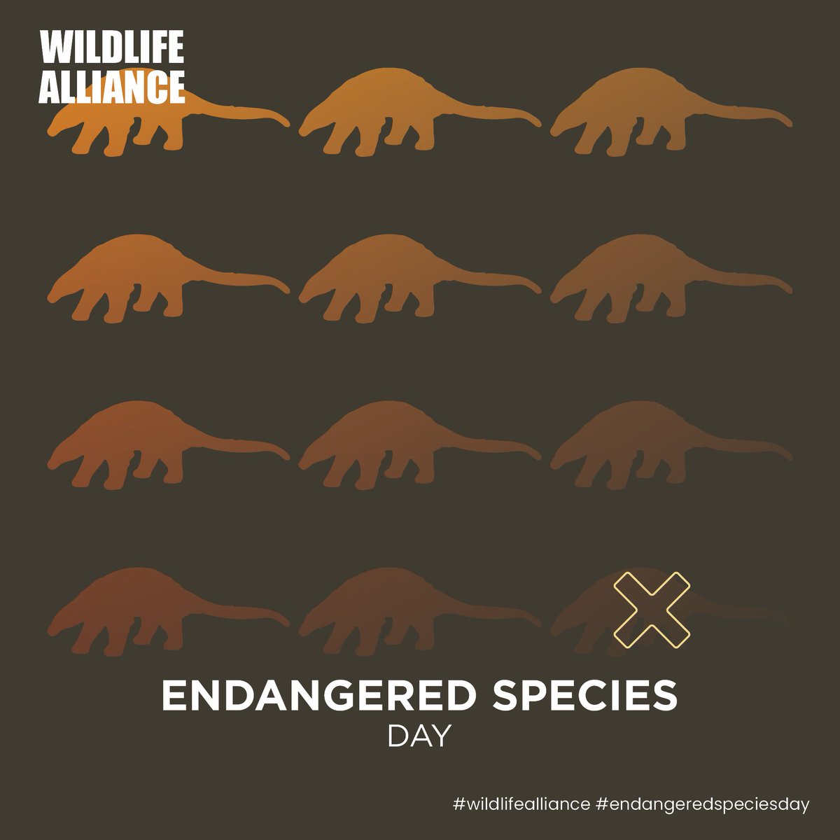 Let today's day be a reminder to protect the wildlife, especially the endangered and threatened species before they go extinct. 
#wildlifealliance #endangeredspeciesday #protectwildlife #cambodia