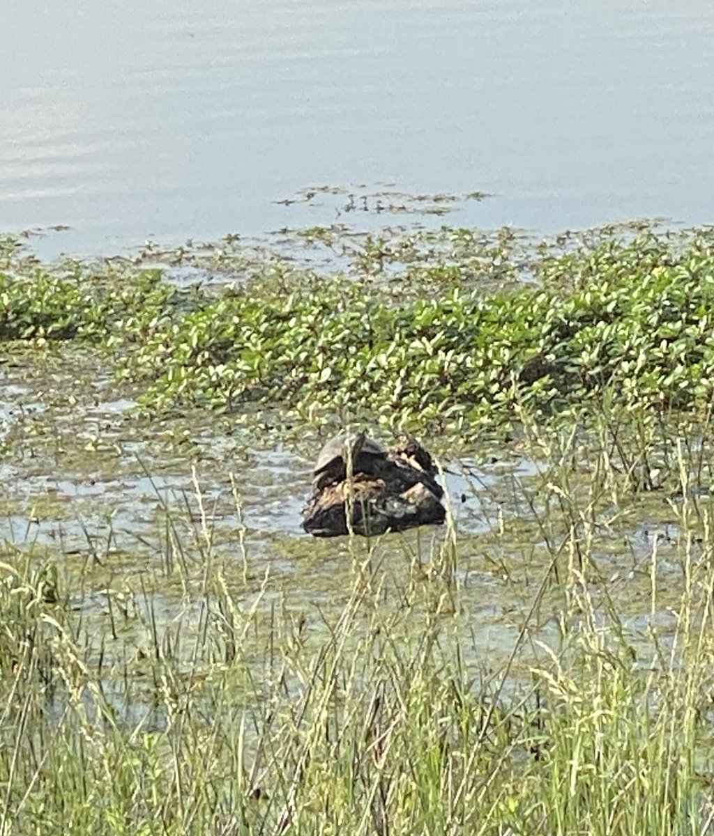 micelf4all's tweet image. Don’t think I forgot about you @TurtleSyndicate MFRs! I’m still out here on my lil’ island, pondering the #Turtleverse. #JustKeepSwimmin my friends, I will be around 😏🐢🫶🏻