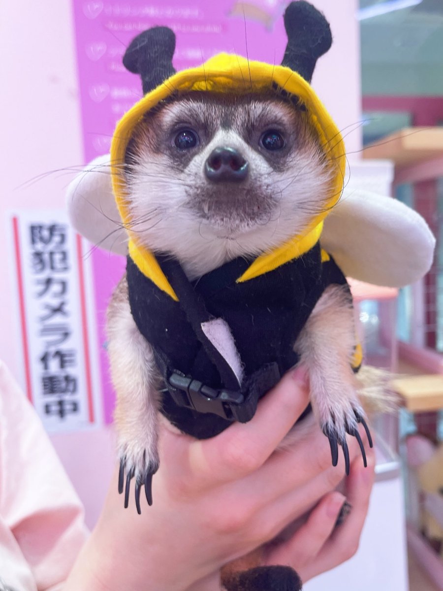 どうも 蜂になりました。つくねです🐝💗

☎︎ 03-3404-2233

#原宿かわいい動物園 #harajukuzooland #原宿 #harajuku  #zooland #かわいい #kawaii #ミーアキャット #meerkat #つくねちゃん