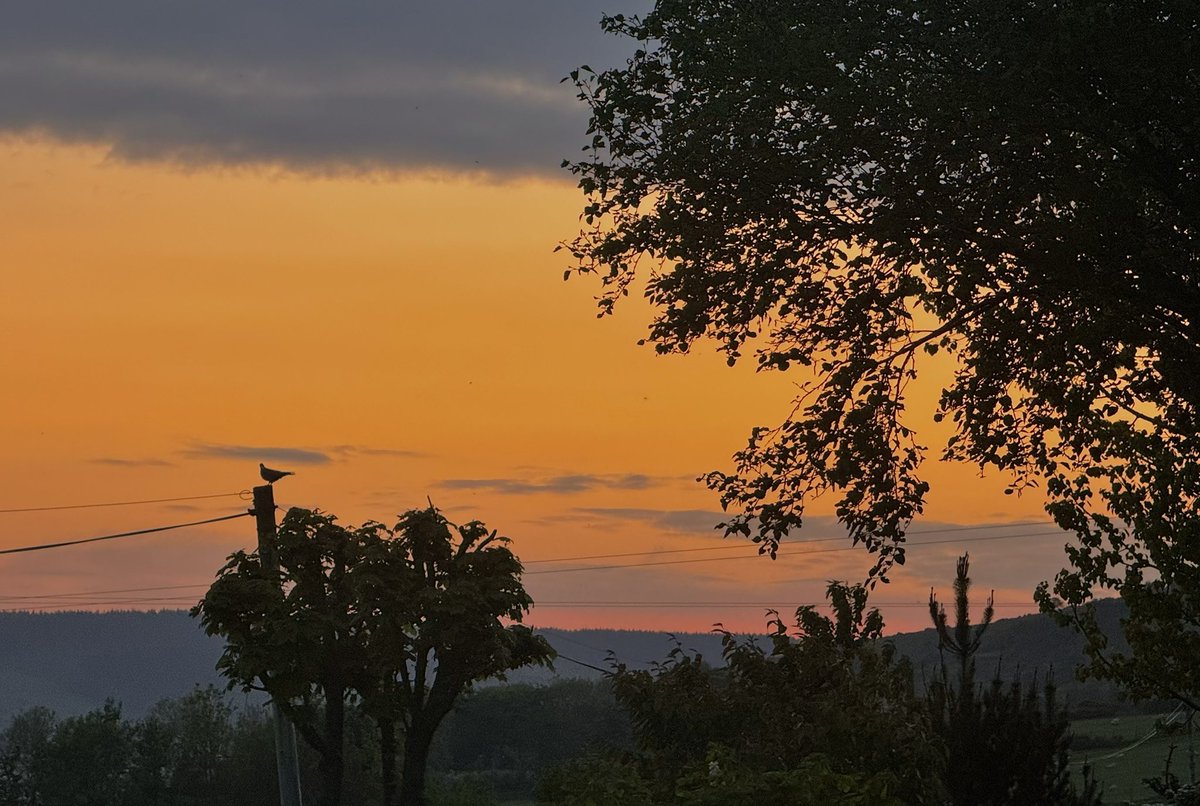 A dove in fine tune, silhouetted against the backdrop of a glowing dawn skyline over the Sperrins  this morning 😍🧡🌞@bbcniweather @UTVNews @barrabest @WeatherCee @angie_weather @geoff_maskell @Louise_utv @WeatherAisling