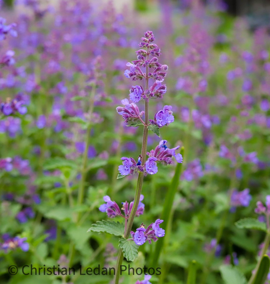 Catmint
2024

#nature #naturephotography #christianledanphotos #photography #teamcanon #streetphotography #Straßenfotografie #photographylovers #urbanphotography #Photographie #foto #Фото #Zdjęcie #Φωτογραφία #Fénykép #Valokuva #Fotografie #FotografíaCallejera #Fotografía