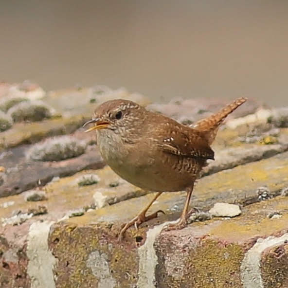 A Wren on the wall at the bottom of the garden last year. #Wrensday a day late