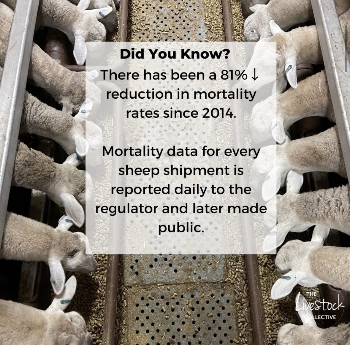 Mortality rates on ships are the lowest on record. Although, it is not the sole measure of performance aboard; a variety of indicators are collected daily. These show that most livestock are coping well in their environment and exhibiting normal behaviour patterns. #keepthesheep