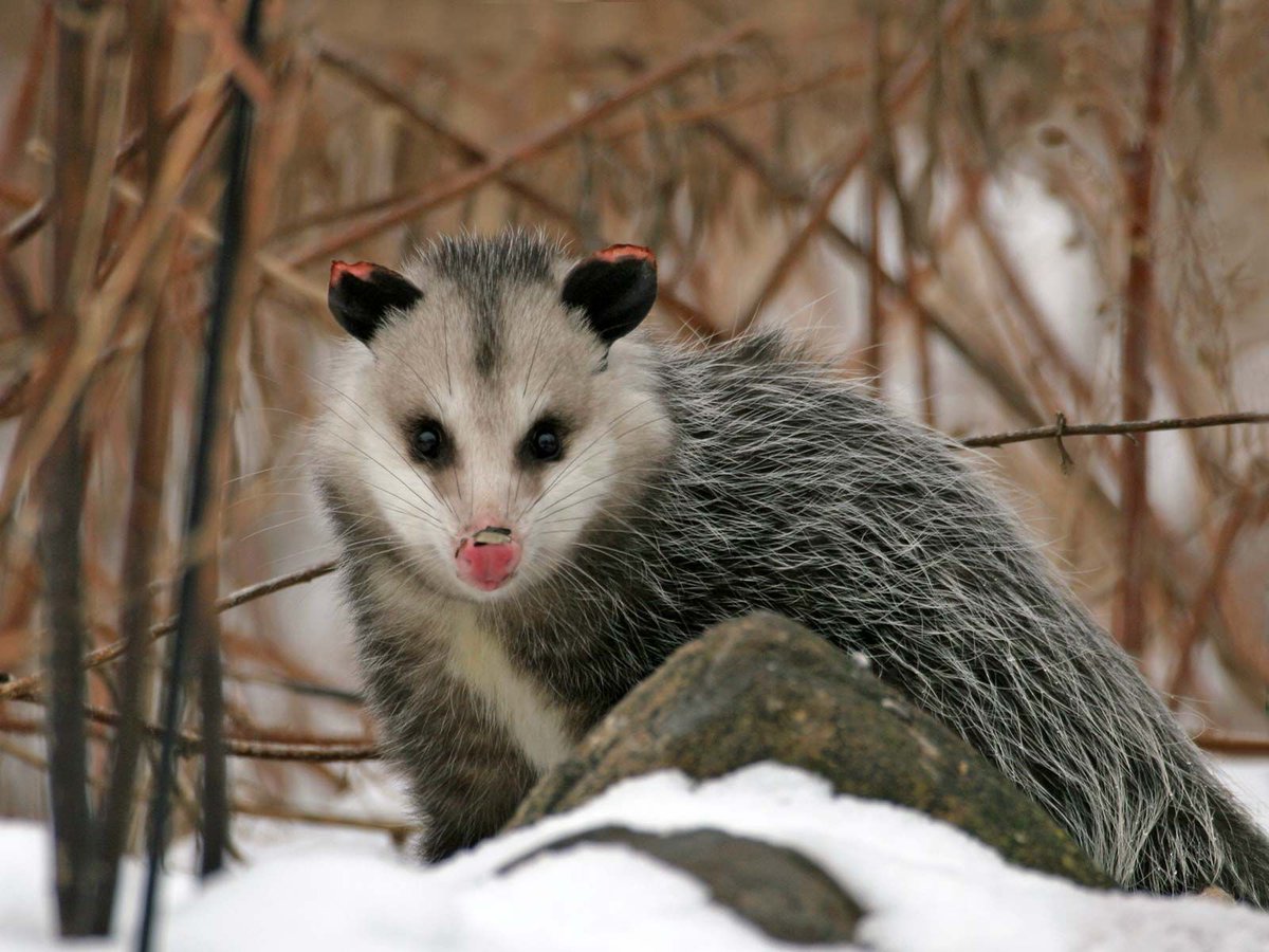 “ HPAI H5N1 clade 2.3.4.4b was also detected in two wild Virginia opossums … on the affected dairy premises [in Michigan, USA].” It is new that highly pathogenic avian influenza apparently spilled over from dairy cows to Virginia opossums (Didelphis virginiana). #vogelgriep