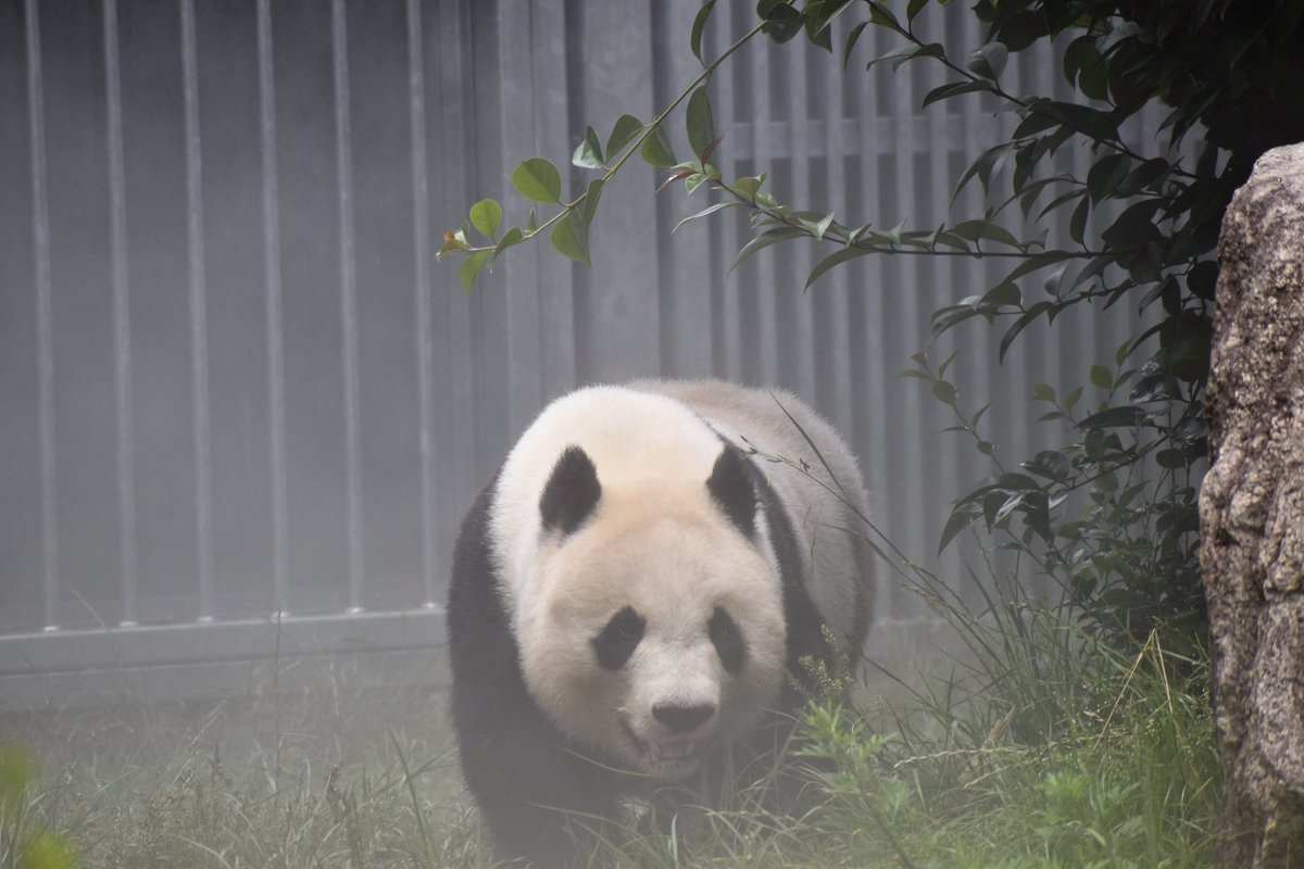 「タンタン追想録93 
     王子動物園🐼館の演出🤣💕」

神戸のお嬢様…大女優タンタンの為に王子動物園🐼館では数々の演出をして頂いておりました🙏
その中で印象にあるのが「ミスト」です🤭
(本当は暑い時に少しでもタンタンが涼しくなる様にとの思いから)
時にはミストが災い？してしまうことも🤣