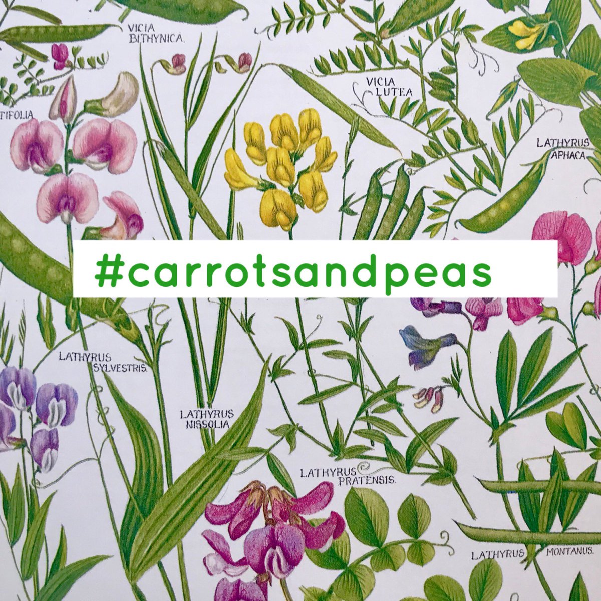 Find a member of the pea or carrot family, that’s the challenge this week from Wild Flower Hour! Don’t be tempted to eat them up though, as some members of the carrot family are extremely poisonous ☠️ Post your finds for #wildflowerhour this Sunday 8-9pm using #carrotsandpeas!
