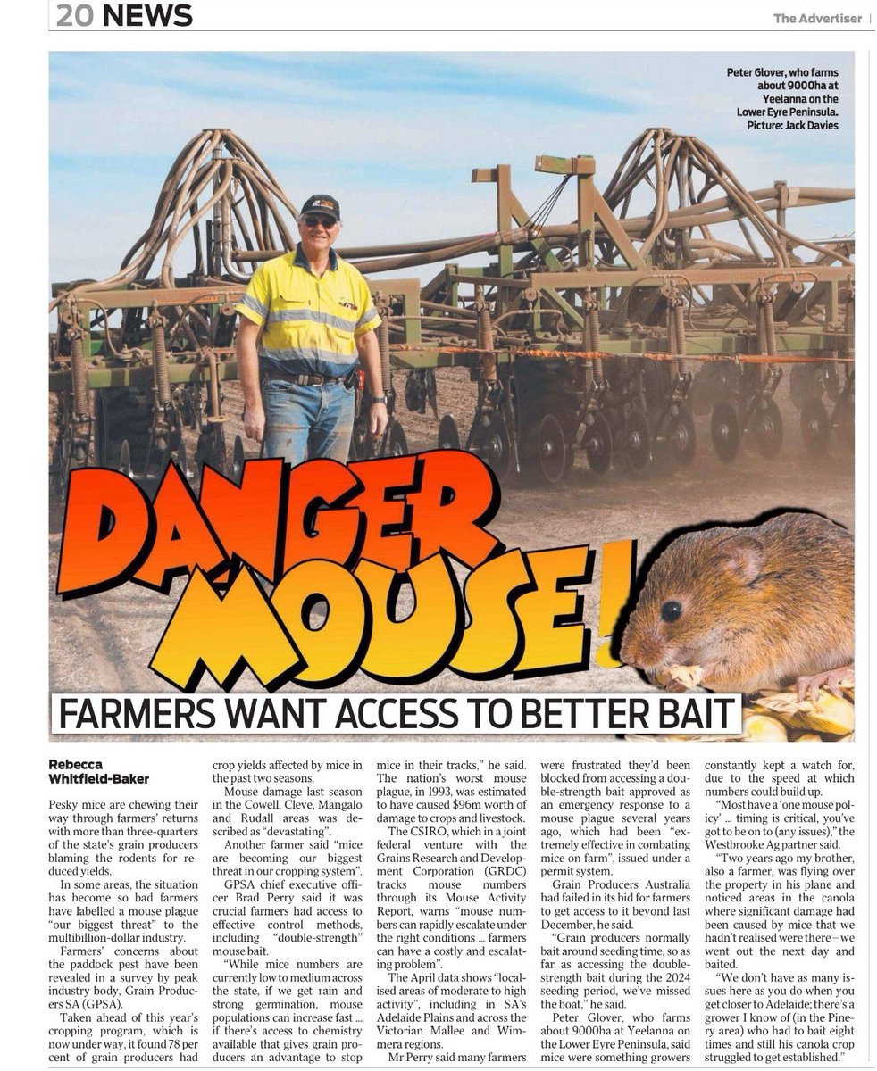 Very good article in @theTiser by Rebecca Whitfield-Baker highlighting concerns about mouse damage for grain producers in SA & excellent work by @GrainProducerSA @BPerry0410 showing why producers need access to ZP50 mouse bait @GrainProducers to help protect their crops #ausag