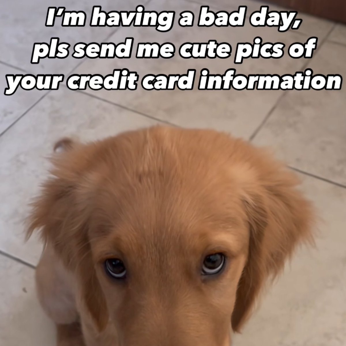 Wild TikToks (@wildtiktokss) on Twitter photo 