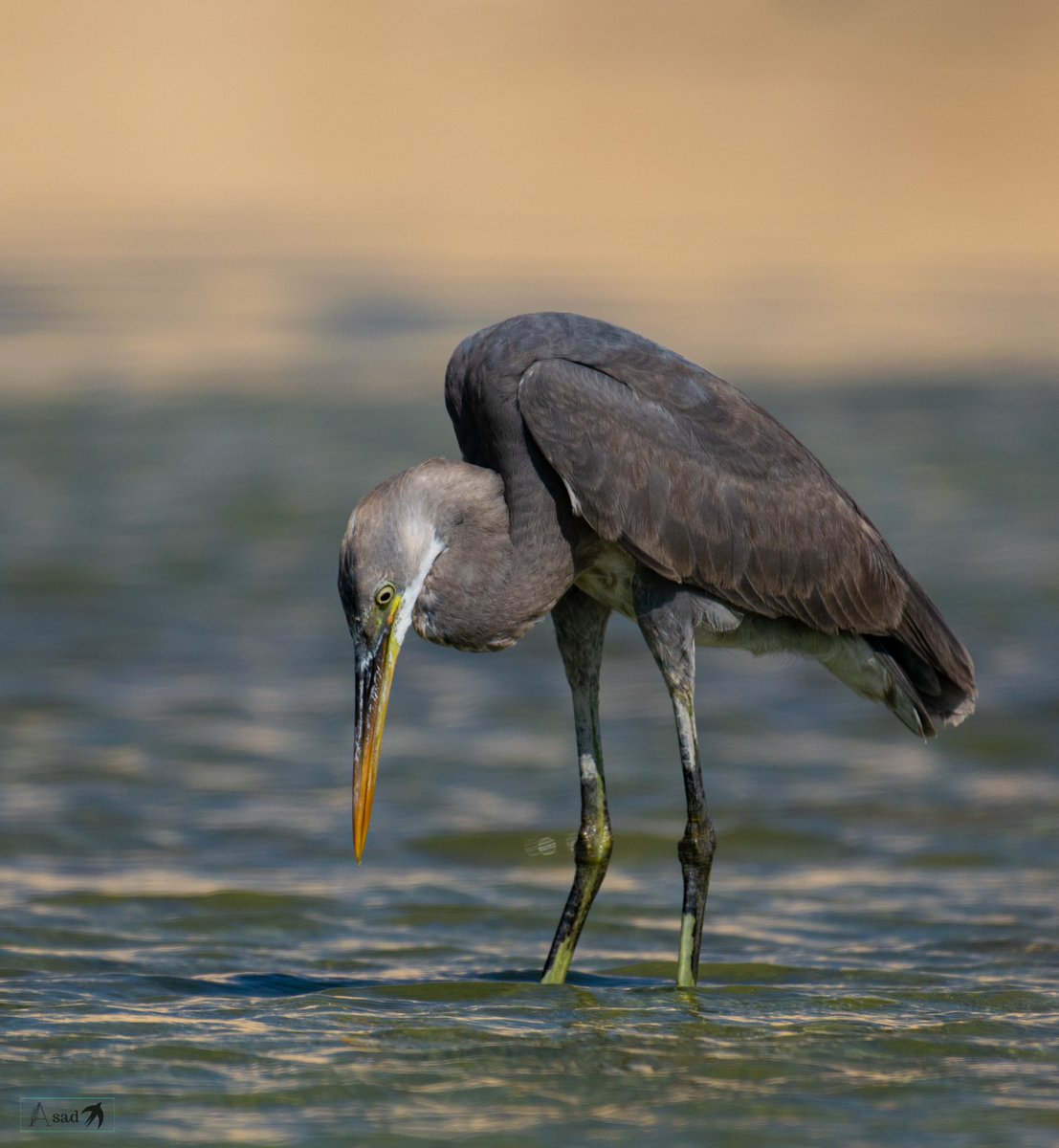 Where are all the fish!! Western reef heron with a perplexed look! #IndiAves #Birdphotography #birdwatching #birding #BBCWildlifePOTD @every_heron