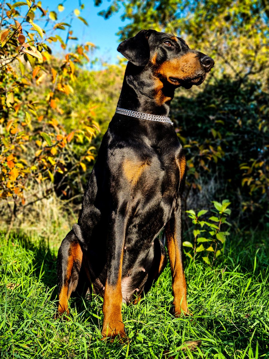 My boy on a sunny day 🐾💙🌈 #doberman #dogsoftwitter #France #Forever