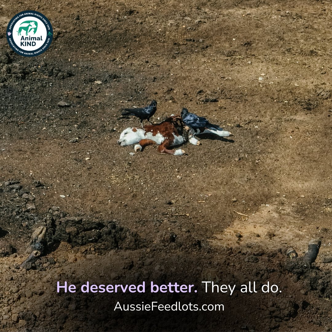 He was separated from his mother so she could be fattened on a feedlot. When he died, his body was dumped just metres away from her, and left to rot. This is a common scene in Australian Feedlots, where 80% of supermarket 'beef' comes from.

Learn more at AussieFeedlots.com