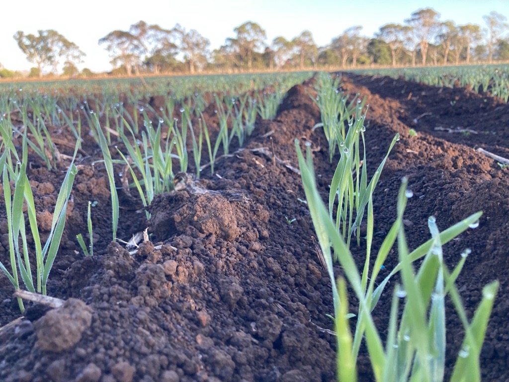 🌱#HyperProfitableCrops plots have emerged in Tassie. A new national @theGRDC investment which aims to provide HRZ wheat & barley growers with the agronomic support and knowledge required to implement management practices which help close the yield gap whilst maximising profit.