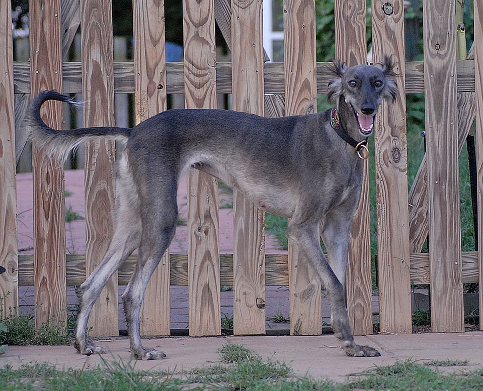 🐶 Our captivating canine of the hour: Saluki 

🔗 Learn more: en.wikipedia.org/wiki/Saluki