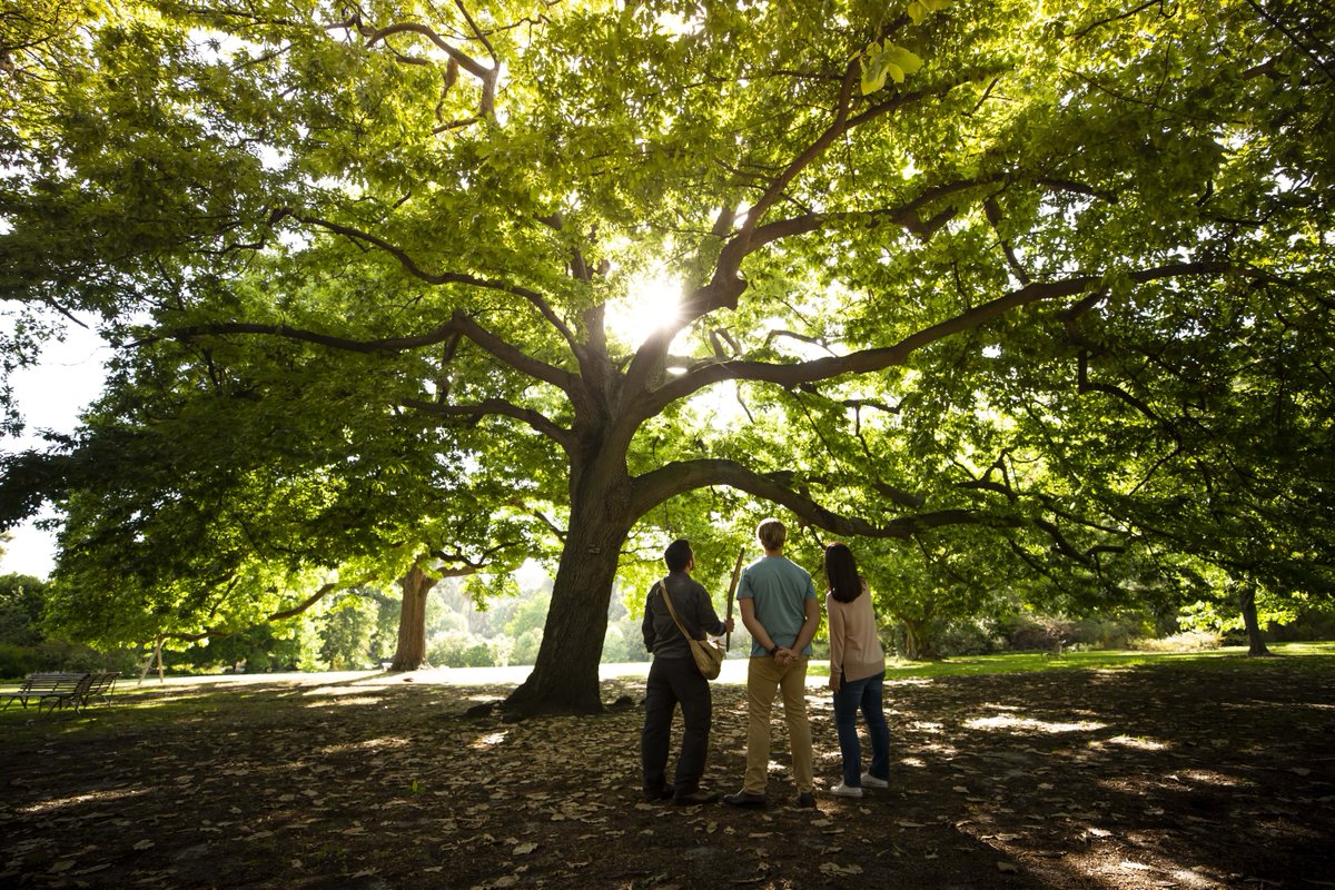 In celebration of National Reconciliation Week, Aboriginal Heritage Walk tours at Royal Botanic Gardens Melbourne will be free between 26 May and 2 June 2024! Availability is strictly limited and bookings are essential. You can book your spots now at: bit.ly/4bwRXng