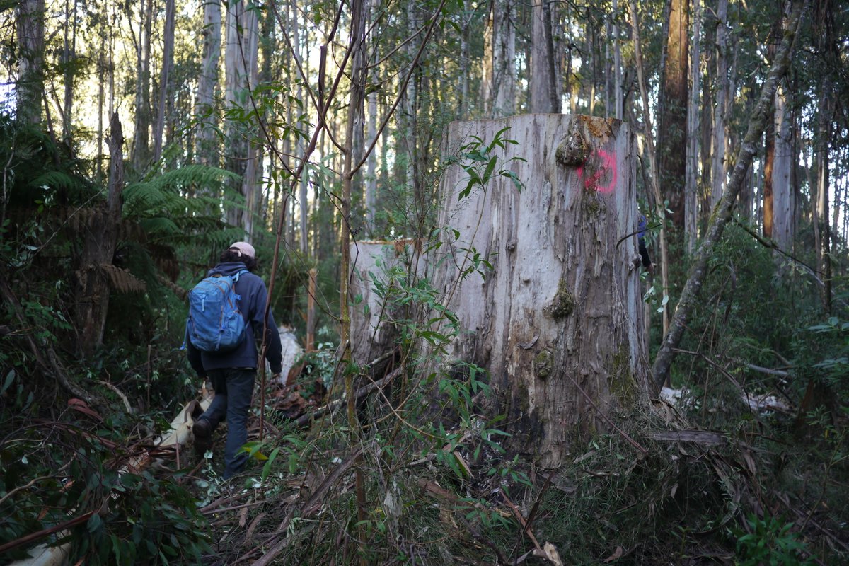 We are back out in the Yarra Ranges National Park assessing trees🌳 we surveyed close to a month ago, we sent that data and evidence to @FFMVic @Steve_Dimo @tanya_plibersek weeks ago, here's a thread on what we found today (Wednesday 16/5)