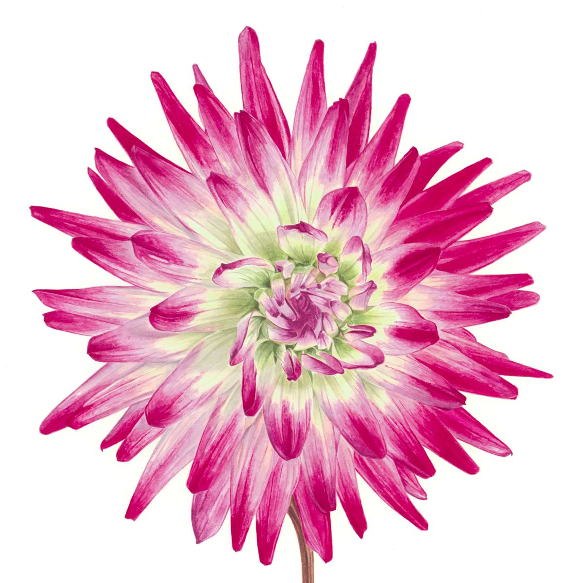 Today’s 'Pic of the Day' is a botanical painting by Abigail Panzeri (Artweeks listing 449, artweeks.org/v/abigail-panz…) who is exhibiting in Aston Tirrold during South Oxfordshire week (18th-27th May). 

To choose other artists and venues to visit, head to artweeks.org