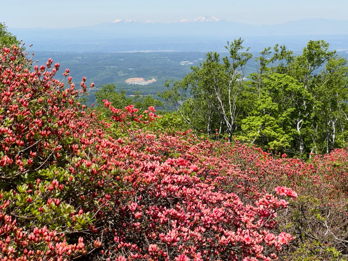 The mountain azaleas around the 8th station of Mt Hashikami (“Obirakitai”) are starting to bloom! Still mostly bright pink buds, but clusters of blossoms here and there mean we’re close. Thinking things will start to get really colorful this weekend!

#Aomori #mountain #azalea