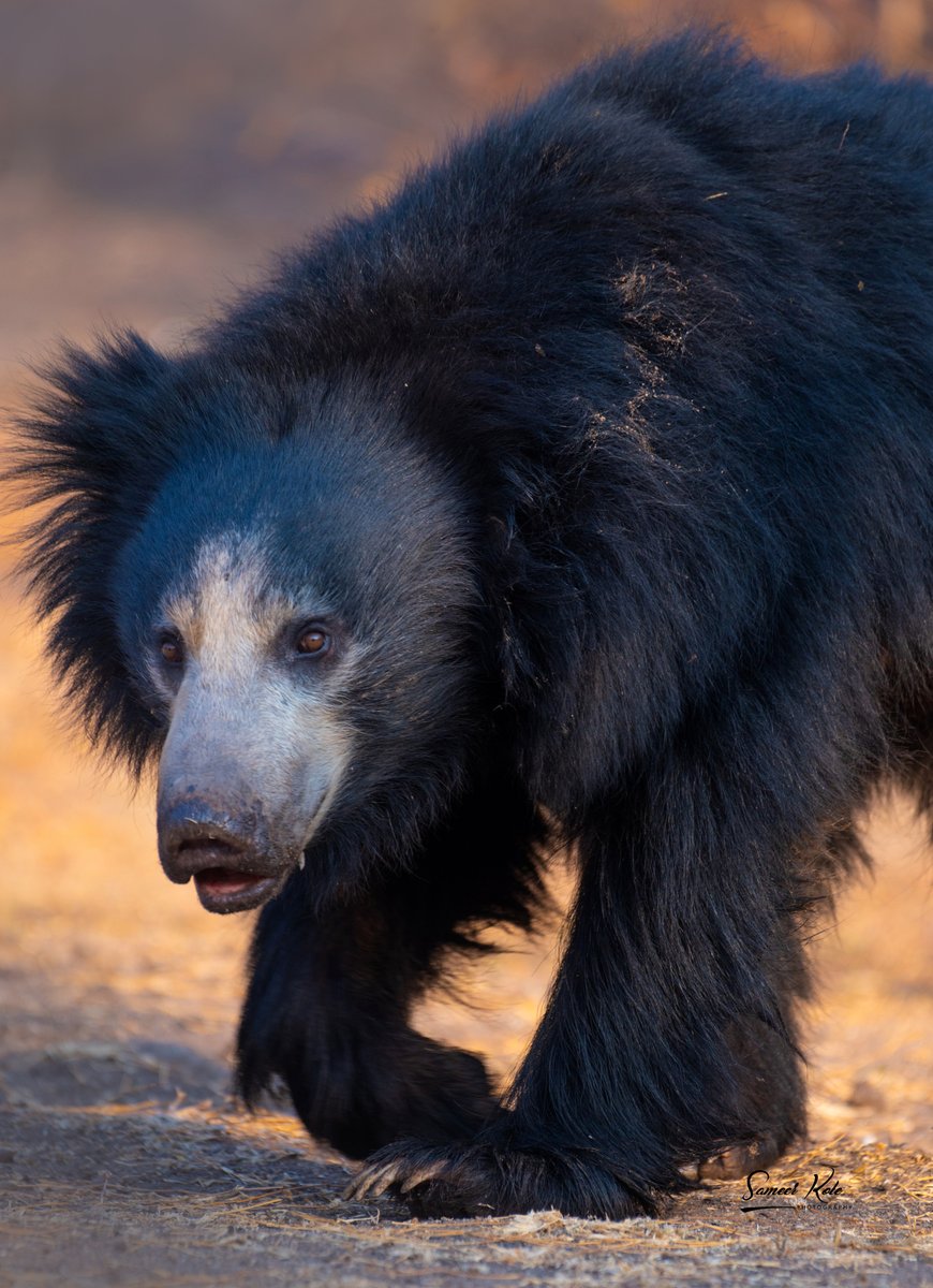 In #India, iNatter sameer_kote saw this Sloth #Bear (Melursus ursinus) and it's our Observation of the Day!

This species is listed as Vulnerable by @IUCNRedList.  iucnredlist.org/species/13143/…

More details at: inaturalist.org/observations/2…