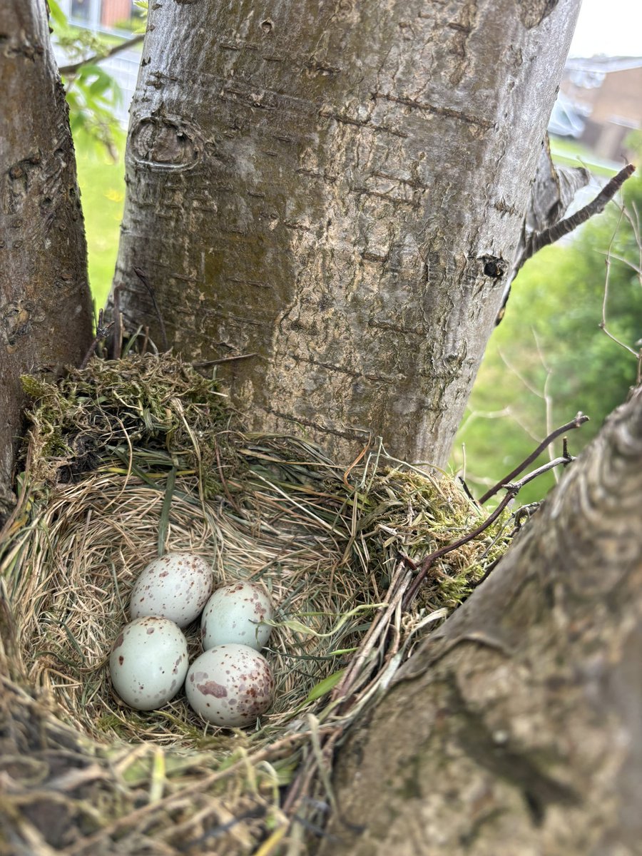 Good morning,all. Mistle thrush nest rechecked yesterday.