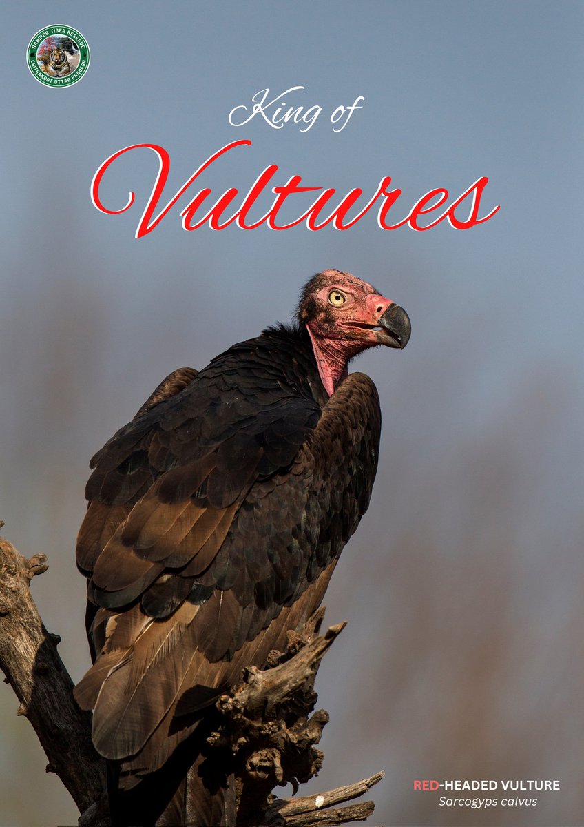 Red-headed Vulture is mostly a carrion feeder - meaning it eats animals that are already dead. Its menu consists mostly of carcasses of large livestock, as well as deer & even jackals. #jatayu #vulture #ranipur @ntca_india @UpforestUp @ChitrakootDfo @DmChitrakoot @ChitrakootDm