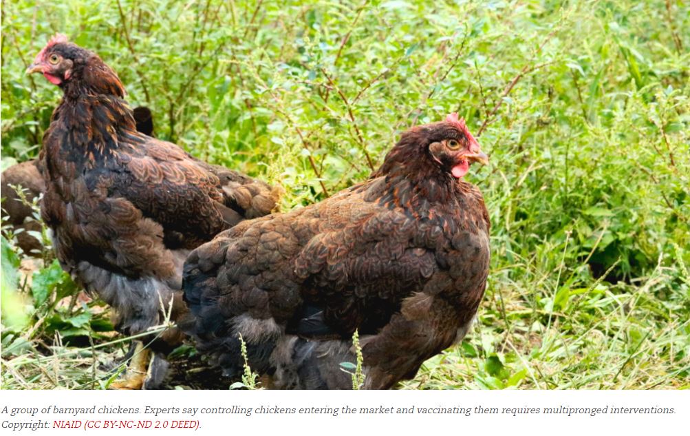 @icddr_b scientist Nadia Rimi, featured by @SciDevNet, highlights the high prevalence of #AvianInfluenza in🇧🇩 poultry, raising the risk of #ZoonoticSpillover to humans.Tighter biosecurity, surveillance, and vaccination are critical to combat H5N1 spread. cutt.ly/Oerz9WZL