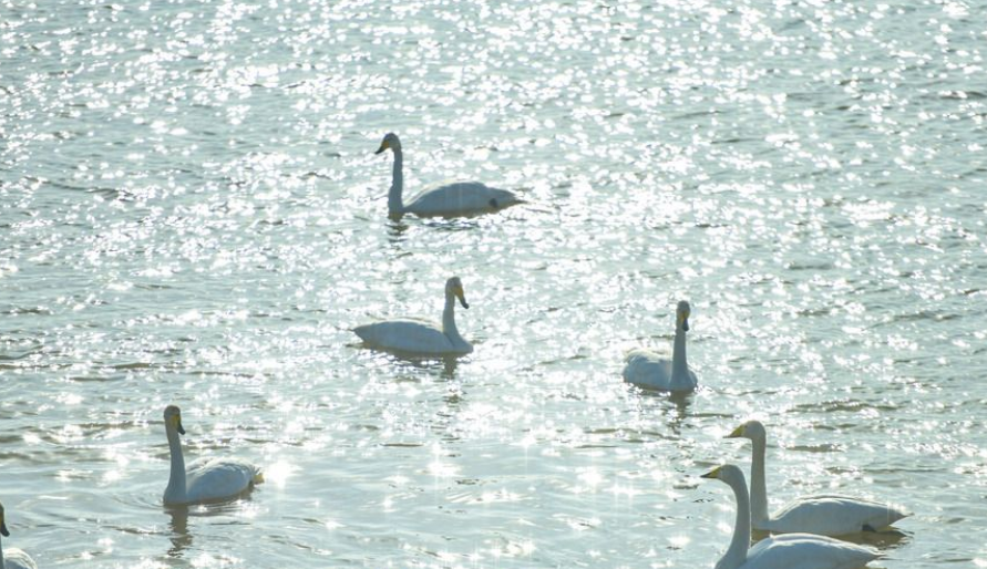 Recently, at the spacious surface of the Queshan Reservoir siltation pond in Jinan, more than ten swans were seen resting on the water. While a photography enthusiast was capturing the swans, a light rain forced them to pack up.  #birdwatching 🦢🌧️