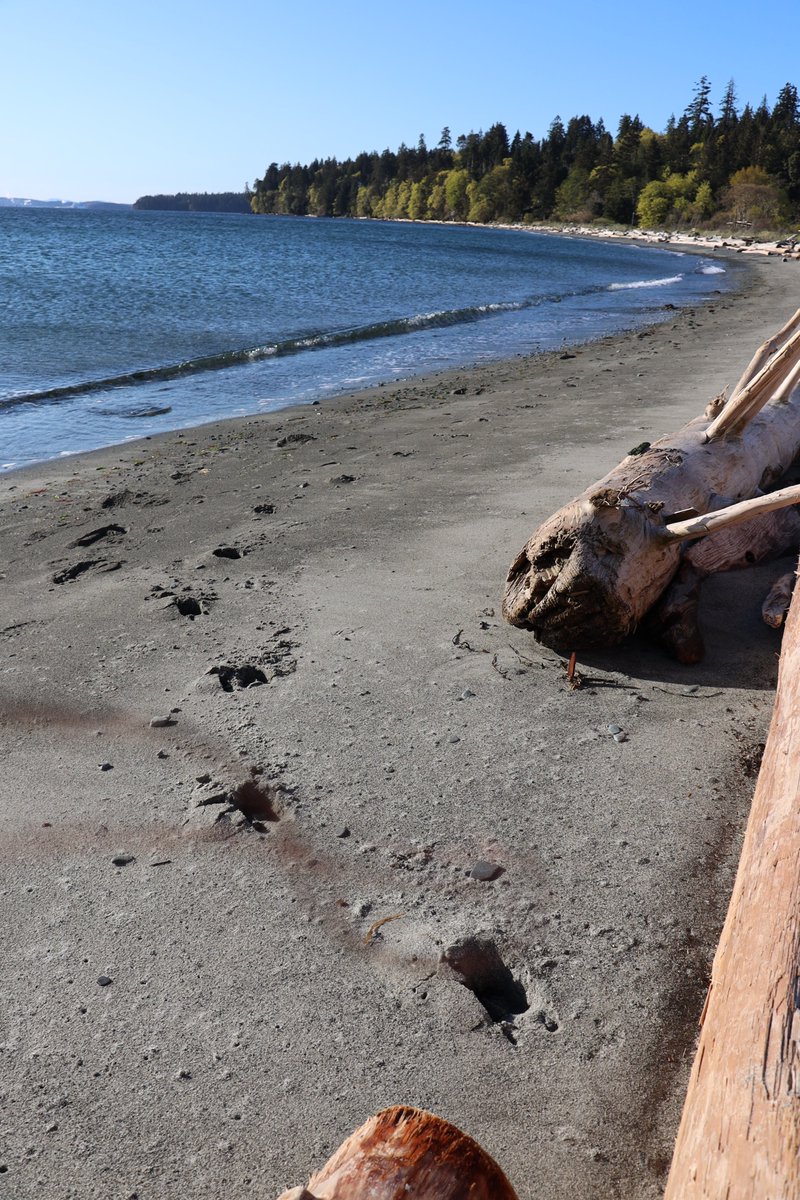 Recently saw these deer tracks trekked across the sand at Piper's Lagoon, Nanaimo.