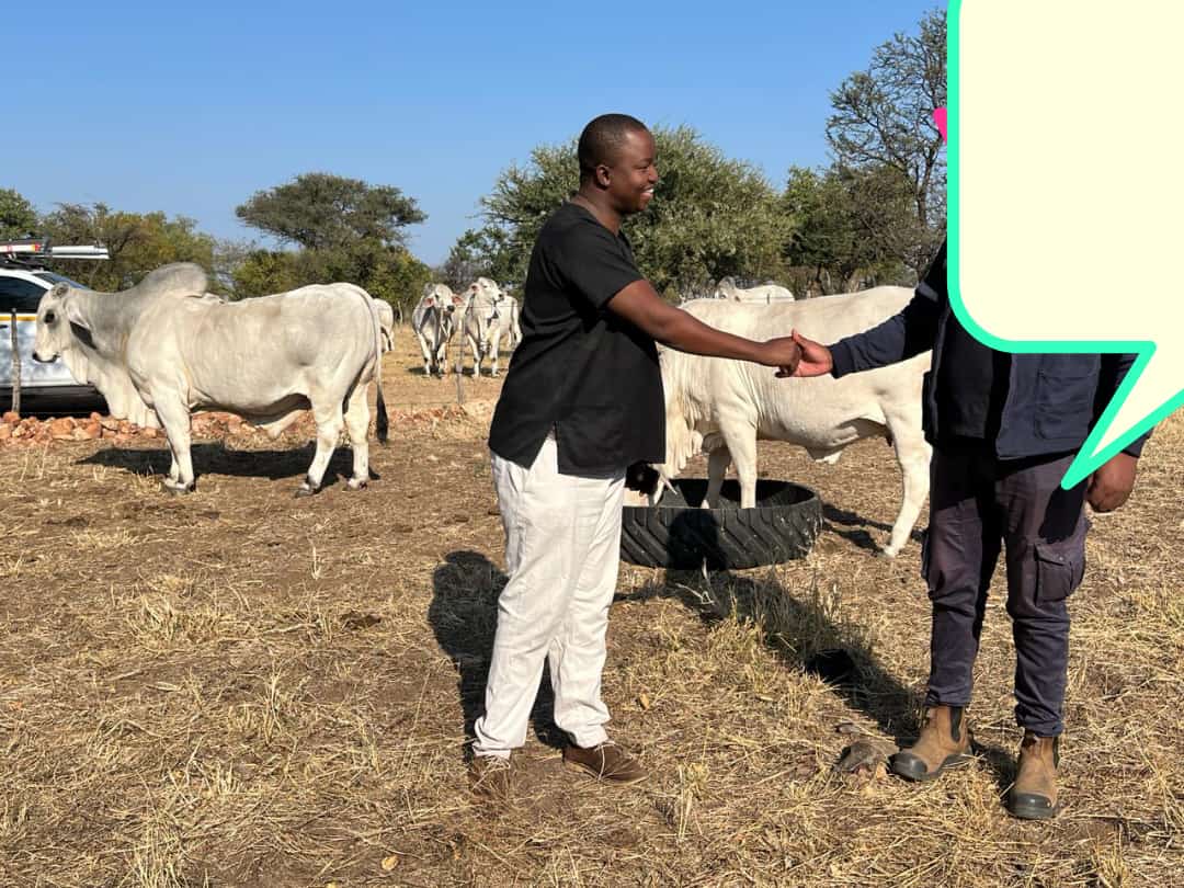 Yesterday we sold 20x Pregnant Brahman heifers!
This brother is blessed 🙌 😇