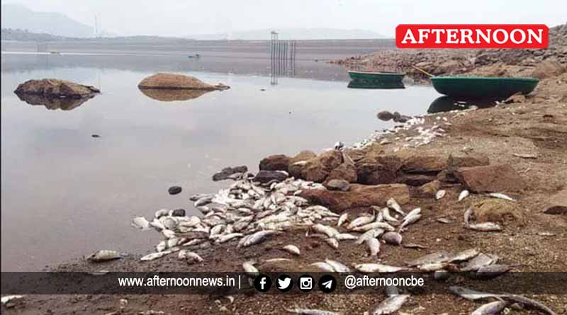 Mass fish deaths at Mettur Dam prompts investigation at Salem Read more: afternoonnews.in/article/mass-f… #digitalnews #NewsOnline #LocalNews #TamilNews #TNNews #epaper #facebooknews #instanews #afternoonnews #MassFishDeaths #metturdam #prompts #investigation #SalemNews