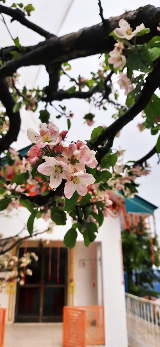 dlaboni22's tweet photo. Apple blossoms. https://t.co/OmZR9u55fx