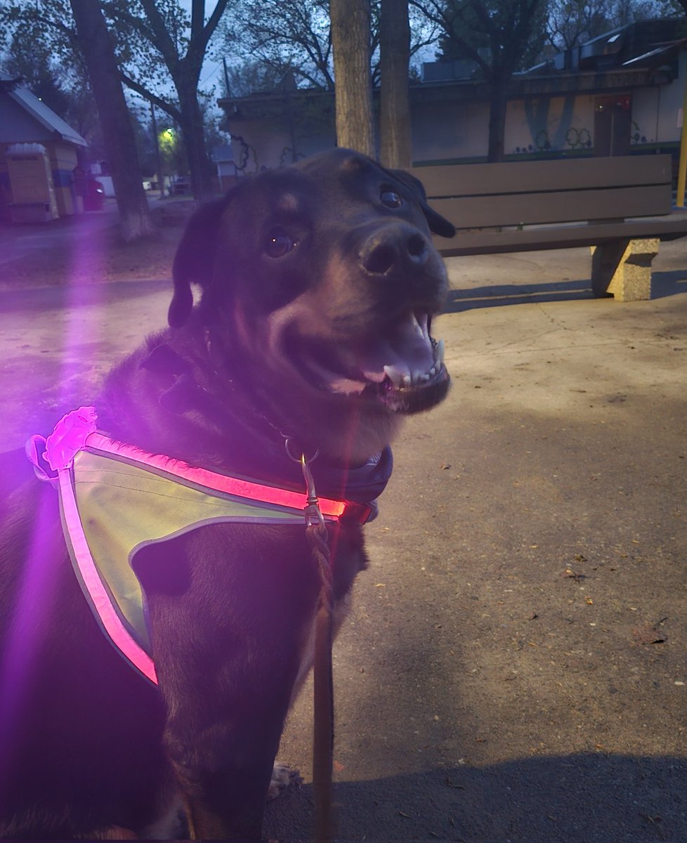 I thought it was my smile that lit everything up. Turns out it's just my night gear.

#XDogs #DogsOfX