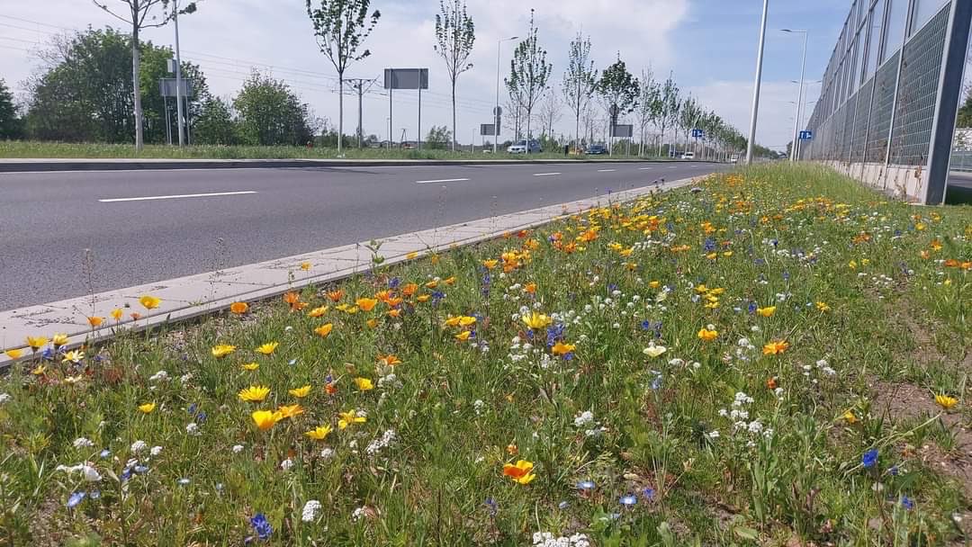 Dzień dobry 👍 Zgodnie z zapowiedzią planujemy kolejne nasadzenia zieleni na ulicy Kosmonautów. Chcemy posadzić tu następne 264 drzewa, które uzupełnią istniejące szpalery. 🌳 Projekt przewiduje sadzenie platanów klonolistnych, lipy drobnolistnej, klonów jaworów, lip