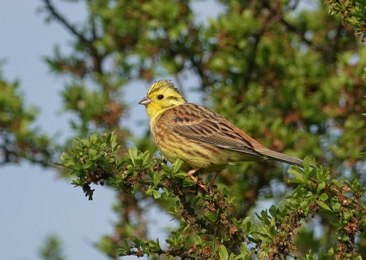 Feel fortunate to have Yellowhammers nesting around our local fields.... their beautiful bright colour & cheerful song are always a joy to see 💛 Happy Thursday 🕊  #nature #birds #BirdsSeenIn2024 #NaturePhotography #wildlife #ThePhotoHour