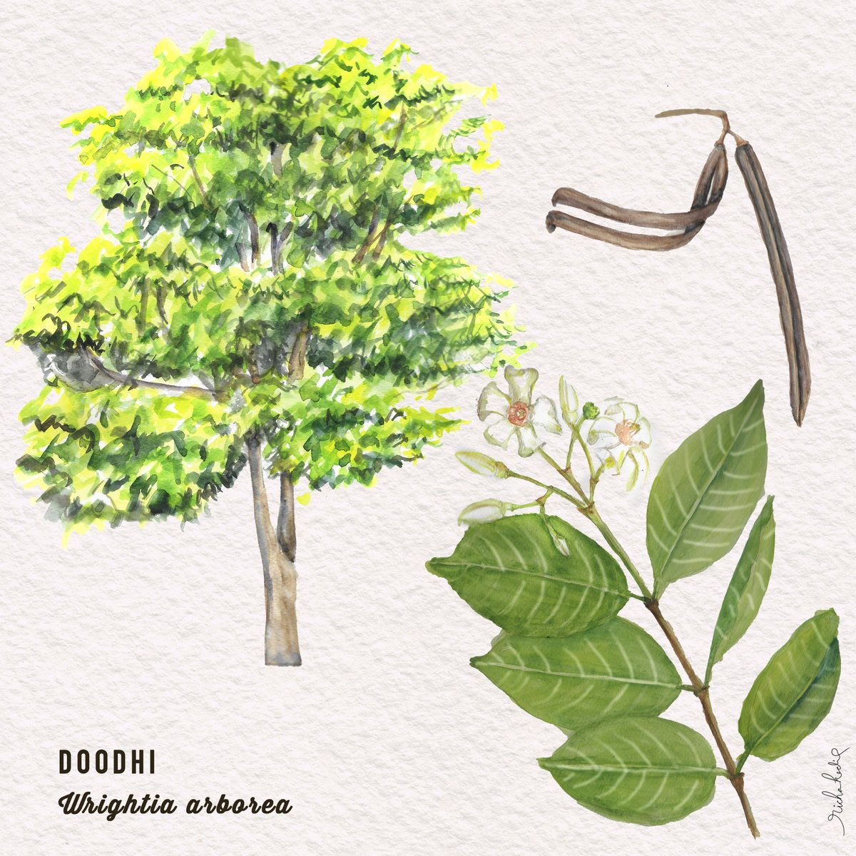 Doodhi Tree (Wrightia arborea) is used widely in traditional medicine. #indiaves #treesofindia #aravalivegetation #botanicalart #flora #deciduoustree #sagaoftrees #incredibleindia