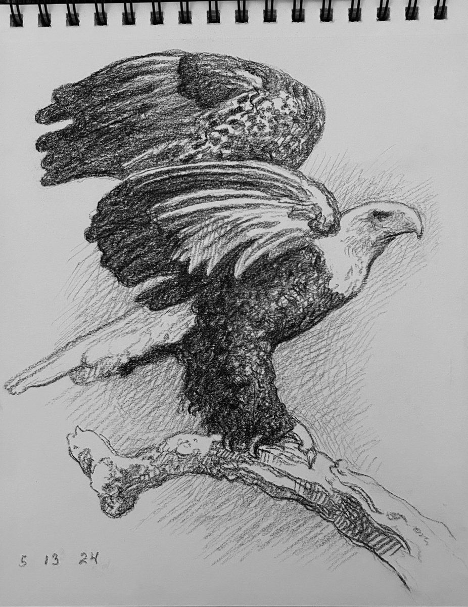 Sketch of the day, Bald Eagle from the Bronx Zoo 8”x10” charcoal 2024 #baldeagle #sketch #charcoal #bronxzoo #nycartists