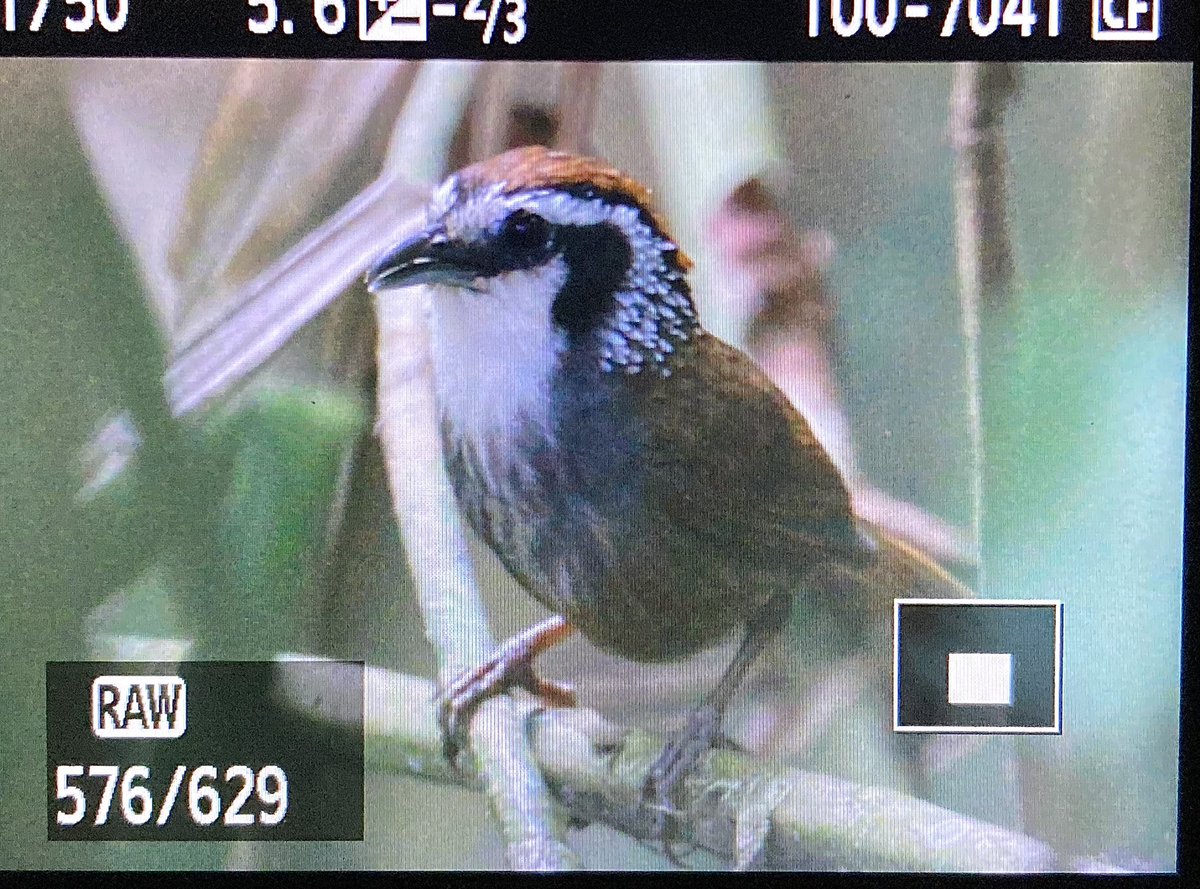 Snowy-throated Babbler, Namdapha NP, May 2024. This exquisite and highly range-restricted babbler proved easy to find within a few kilometres of Deban; the hard part is the paperwork and challenging drive involved to access the site! #BirdsSeenIn2024