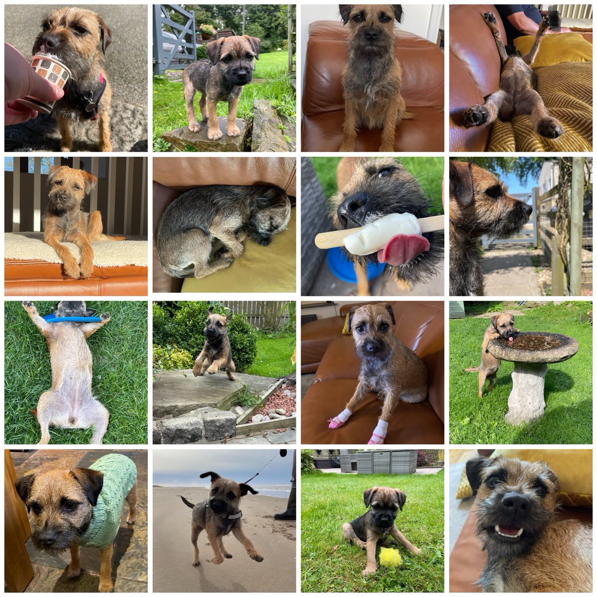 It’s my birthday - I am 2 today! 🎂🎉
Here are some of my favourite photos ❤️🐶🐾

I’m hoping for a nice walk this morning and a surprise birthday tea *looks over shoulder to check hoos are paying attention* 

Hope all my pals have a lovely day 🥰
#BTPosse #PeggyIs2