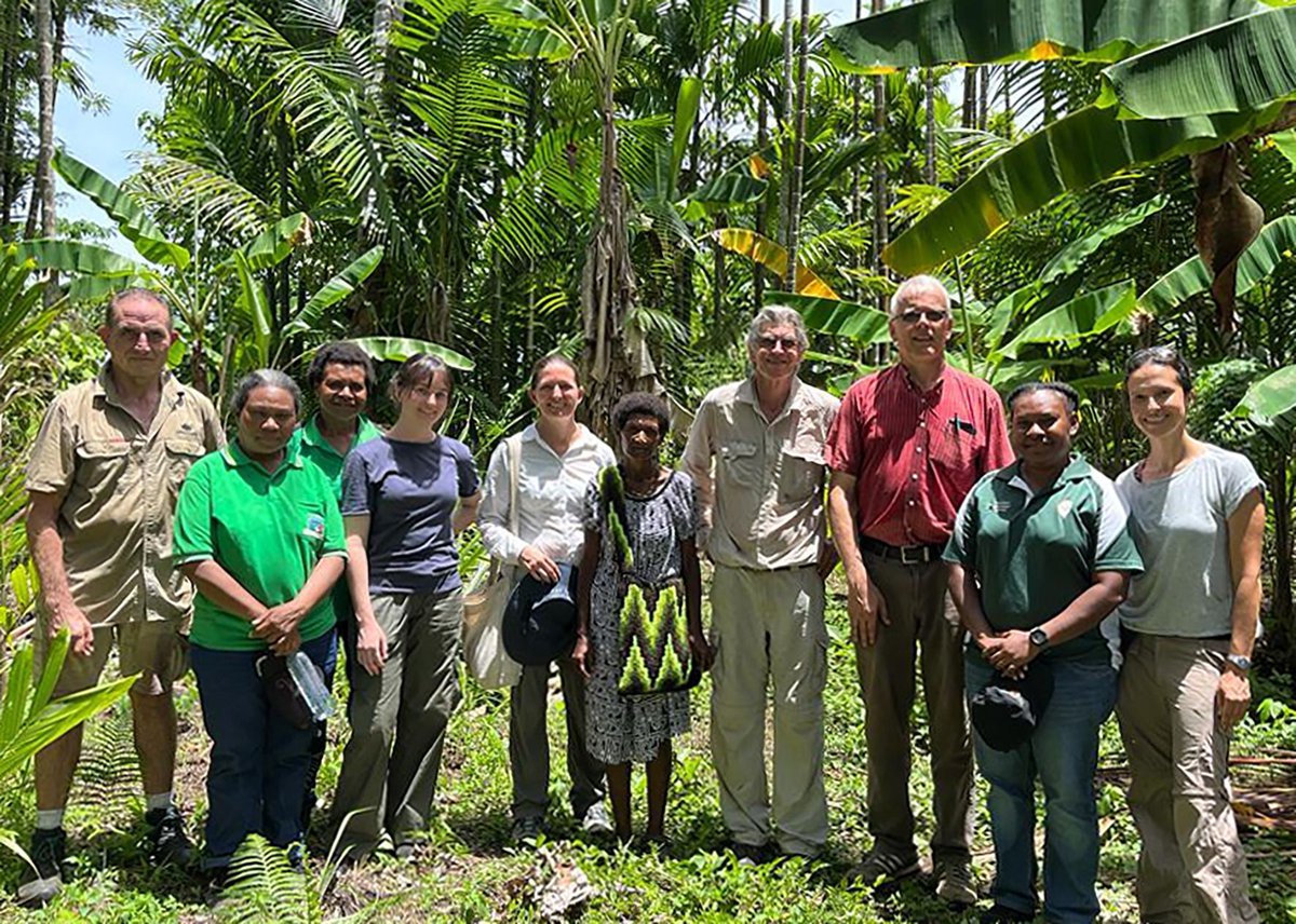 🌟 A wonderful example of collaboration and capacity building is the 'Banana Disease Threats in Papua New Guinea' workshop led by Dr. Lilia Costa Carvalhais from @QAAFI. Read more 👉 buff.ly/4adpHEq @liliacarvalhais