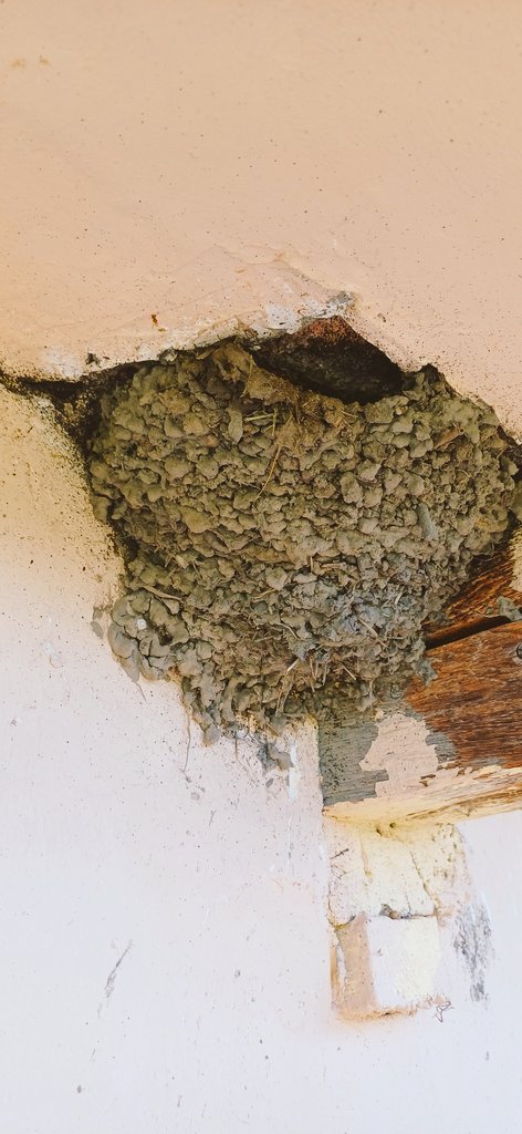 Jo reggelt allemaal 😊
Een zwaluwnest als dit bouwen, en in twee dagen tijd
In nederland hadden we ook zwaluwen in de schuur maar die nesten waren anders.
We gaan shoppen vandaag, tegels uitzoeken en materiaal halen.nooit gedacht dat er een wilders kabinet zou komen🤔
Fijne dag🥰