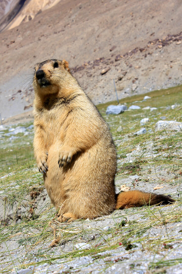 @PhDVoice @PostdocVoice A Himalayan marmot