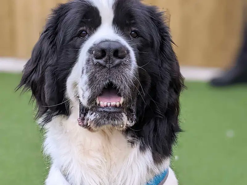 Please retweet to help Bruce find a home #SALISBURY #WILTSHIRE #UK  
St Bernard Cross aged 2. He may be able to live with children aged 5+ that are ok with large dogs. He needs to be the only pet 
DETAILS or APPLY👇 dogstrust.org.uk/rehoming/dogs/…… #dogs #pets #animals #StBernard