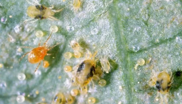 Het #spintseizoen is onderweg en we zien dat de #roofmijten het niet voldoende oppakken. #Cantack is een contactmiddel, heeft een sterke knockdown werking en kan de spintpopulatie snel reduceren. Cantack is veilig voor alle nuttige bestrijders.
agro.bayer.nl/nl-NL/Uit-de-p…