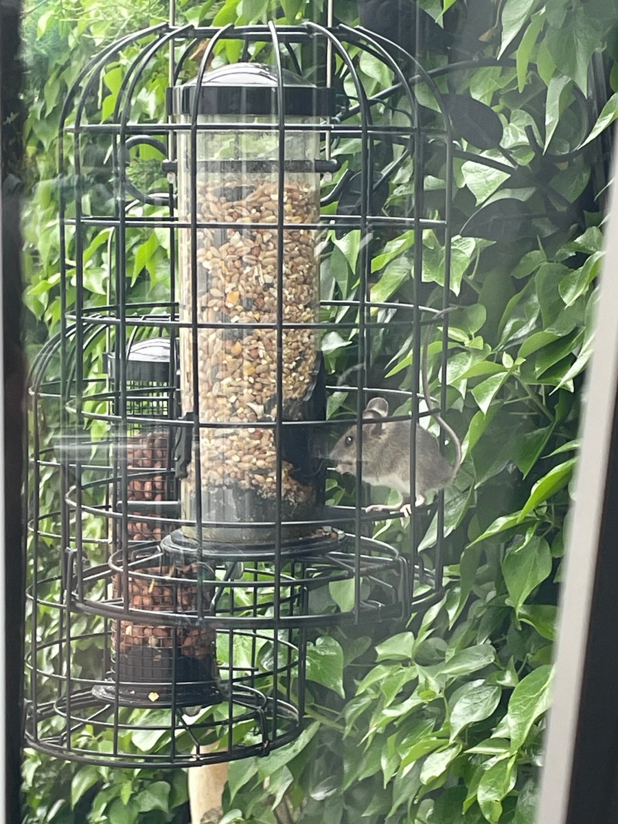 Working from home today and have just discovered why my bird food keeps disappearing so fast. Spoiler alert, it isn’t the birds…!!! 😳🐦