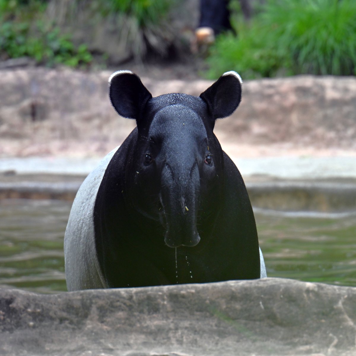 自分を守るため個体名は記しませんが
Google レンズ で画像検索したら
「ひでお」と表示されました
#マレーバク #tapir #ズーラシア #ZOORASIA