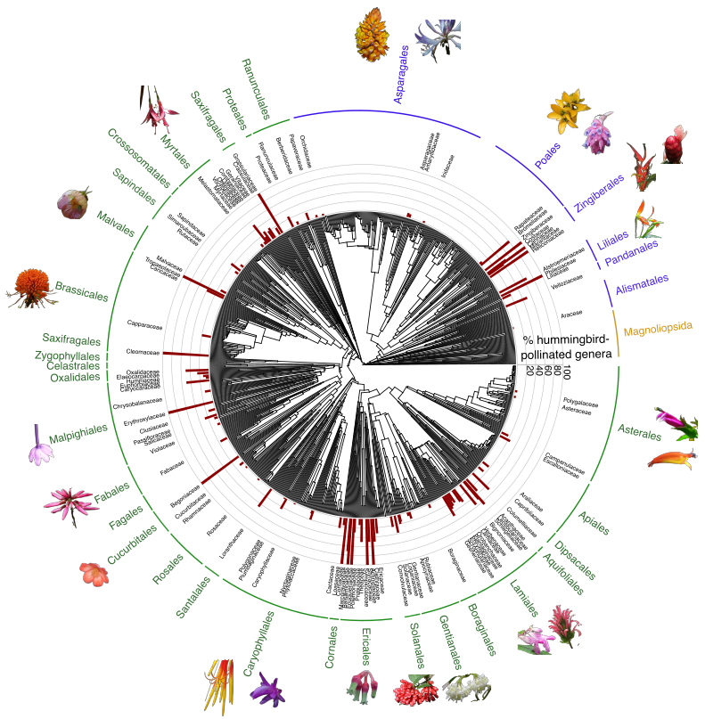 Excited to share our review on the macroevolution of plant-hummingbird pollination! This charismatic interaction, considered a classic example of coevolution, involves 7,000 plant species across ~100 families and 366 hummingbird species in the Americas t.ly/pBmkl