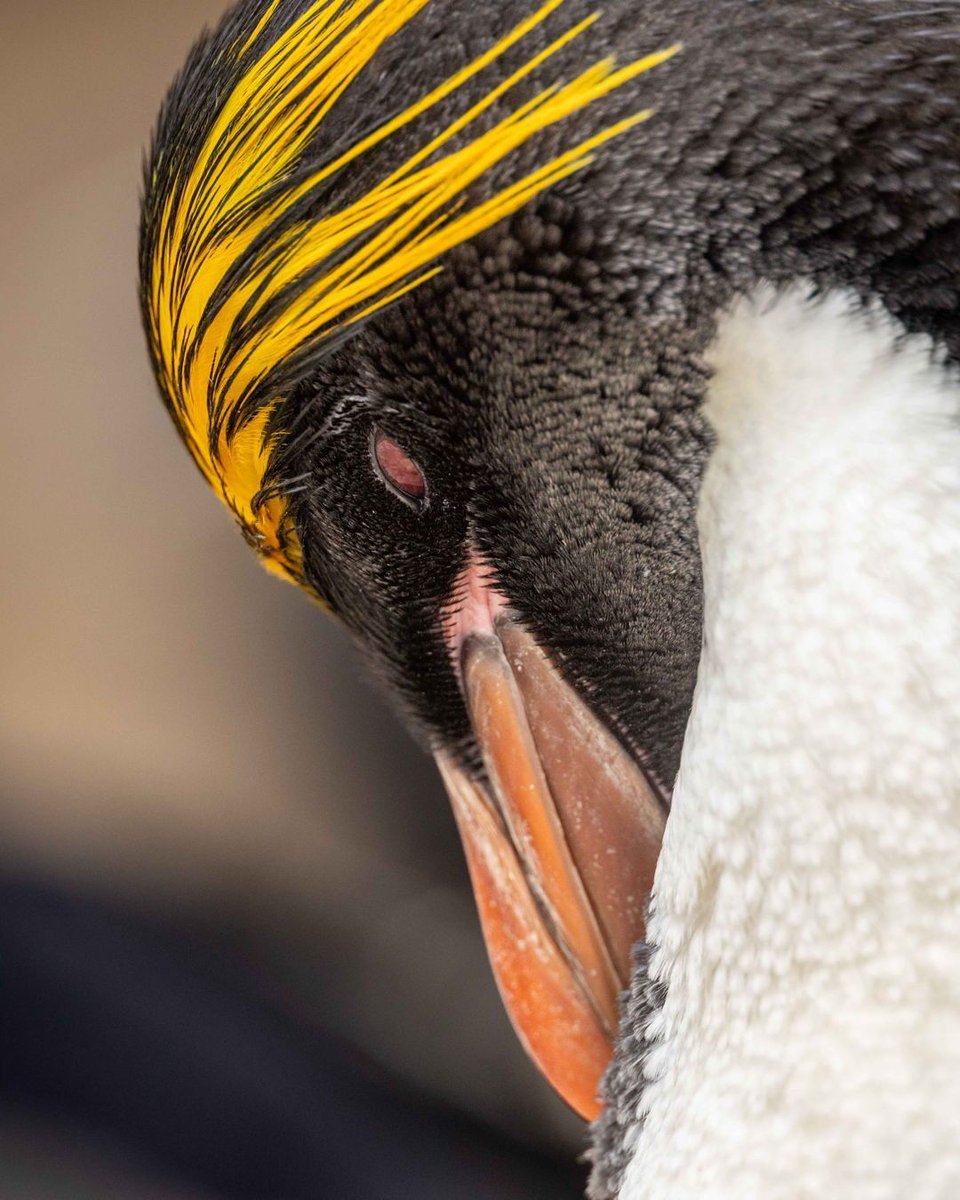 美しい冠羽 羽繕いをしているマカロニペンギン。 イワトビペンギンよりもオレンジがかった長い冠羽が特徴。 見た目はファンキーだが、フォークランド諸島のマカロニペンギンはのんびりとしている印象。 (フォークランド諸島にて撮影) #wildlifephotography #ペンギン #マカロニペンギン